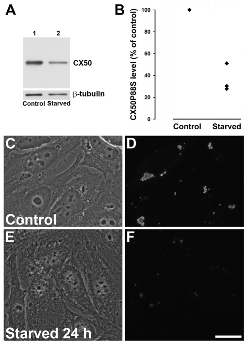 Fig. 10.