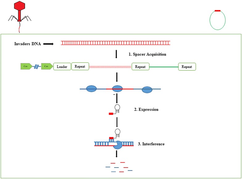 Fig. 1