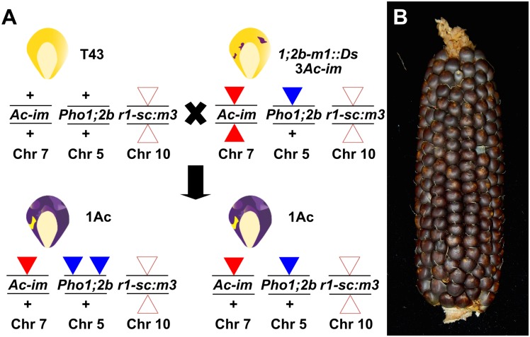 Fig 7