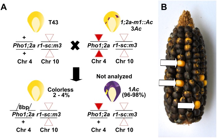 Fig 8