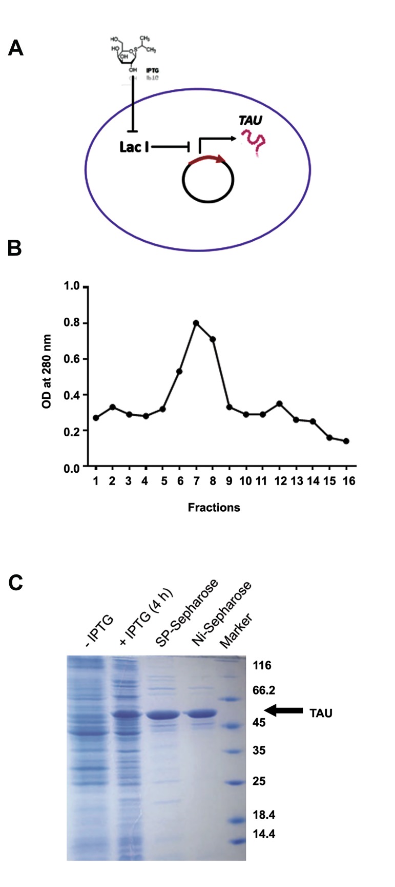 Fig.1