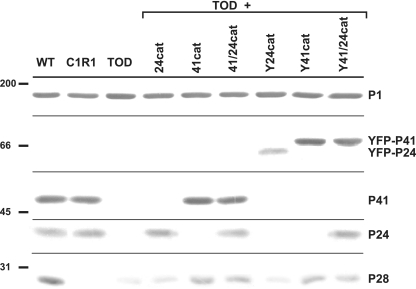 FIG. 2.