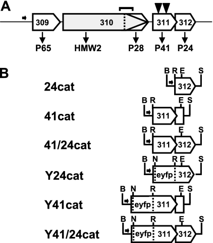 FIG. 1.