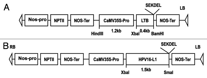 graphic file with name hvi-9-83-g5.jpg