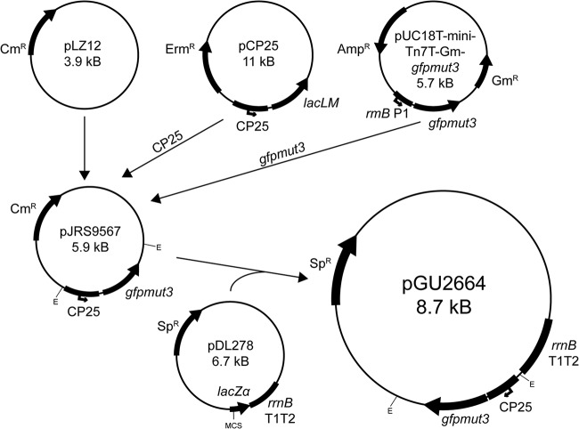 FIG 10