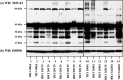 Fig. 8