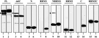 Fig. 6