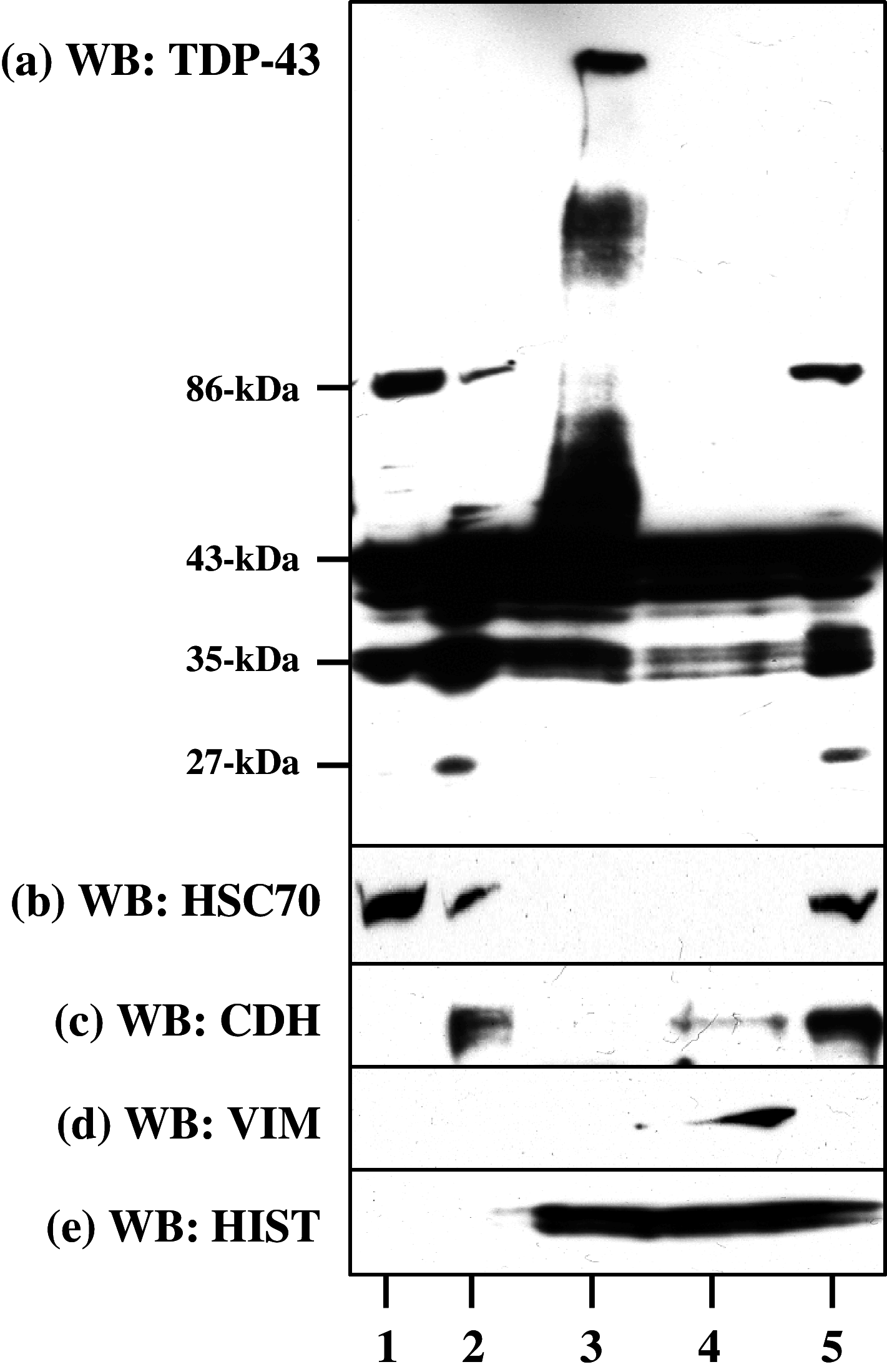 Fig. 5
