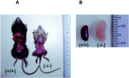 FIG. 8.