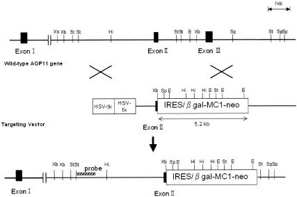 FIG. 1.