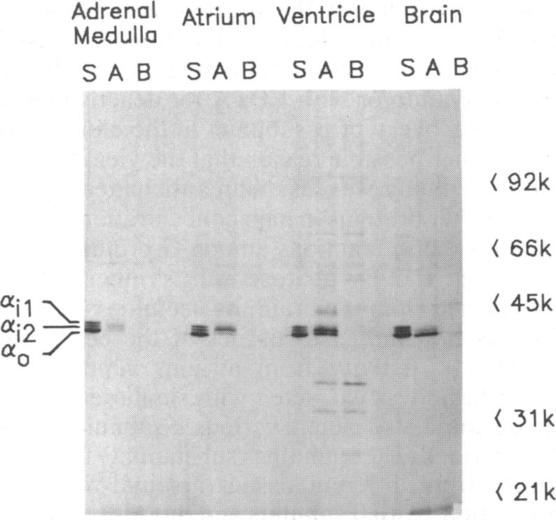 graphic file with name pnas00287-0165-a.jpg