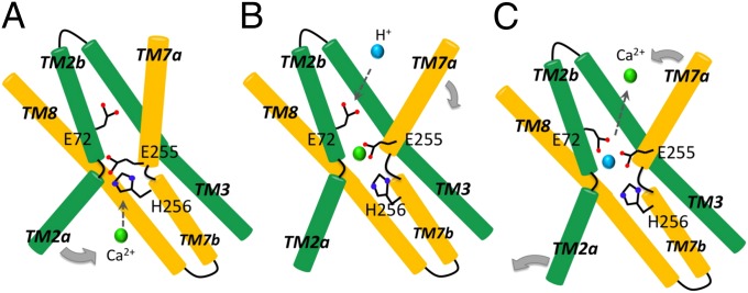 Fig. 6.