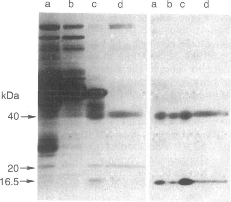 graphic file with name pnas00244-0094-a.jpg