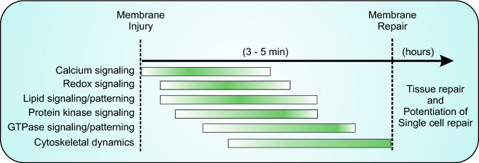 Fig. 5