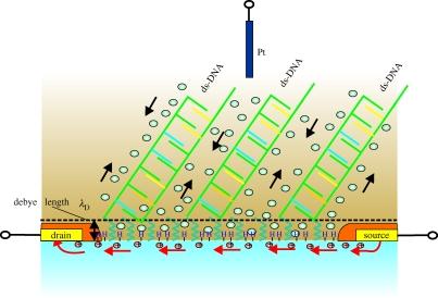 Figure 35