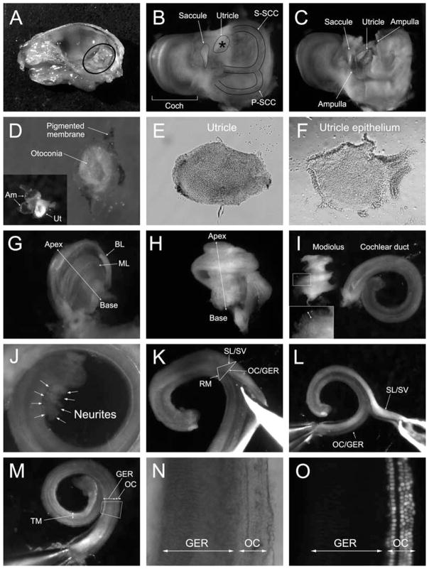 Fig. 9.1