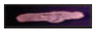 graphic file with name nihms977630t2.jpg