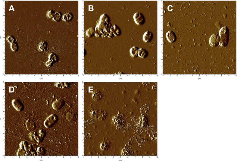 Fig. 6