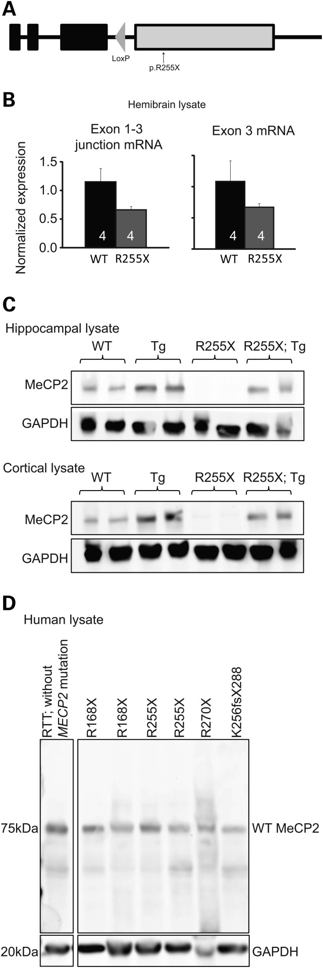 Figure 1.