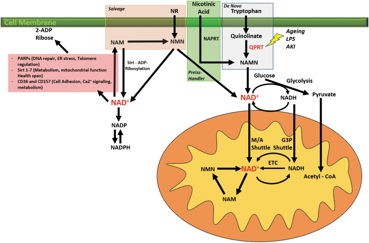 FIG. 3.