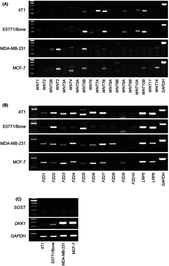 FIGURE 2