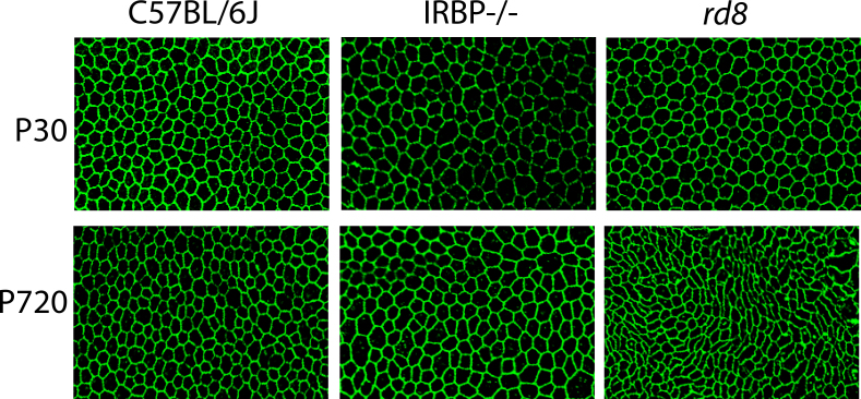 Figure 13