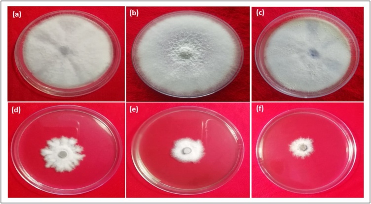 Fig. 10