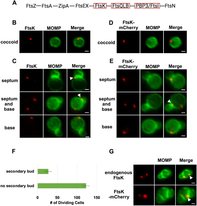 Figure 1: