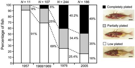 Box I. Case study: changes in stickleback armor over 50 years