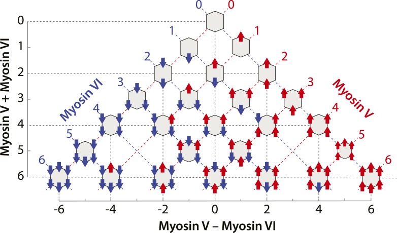 Figure 3—figure supplement 1.