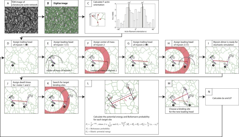 Figure 5—figure supplement 1.