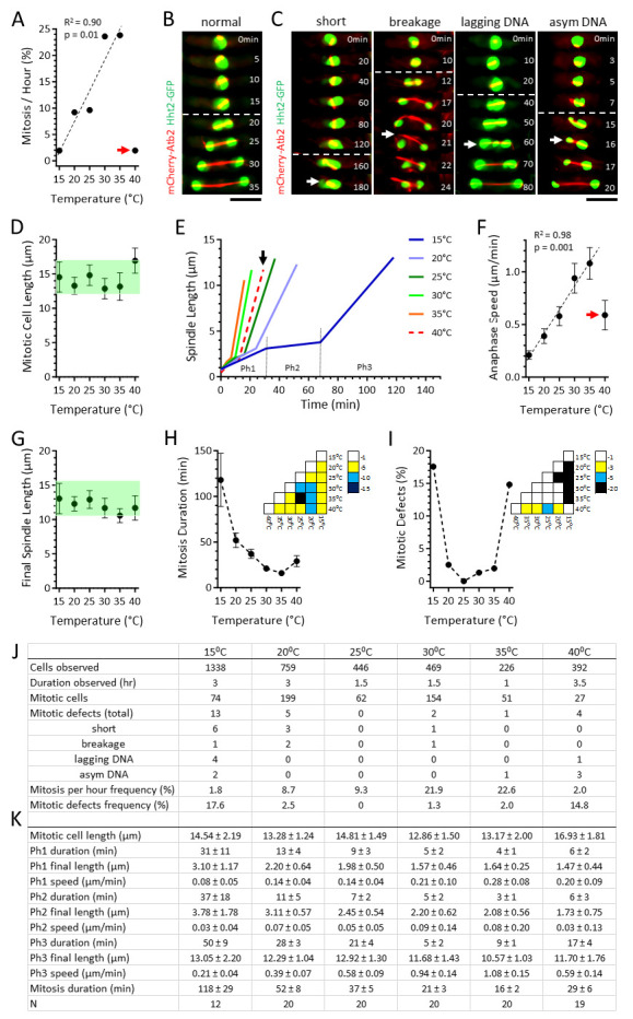 
Figure 1.
Fission yeast spindle dynamics and chromosome segregation fidelity follow distinct temperature-dependent U-shaped curves
