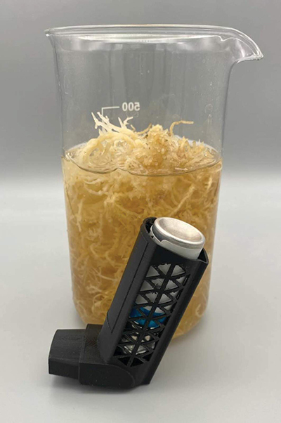 Seaweed-based biomaterial used to 3D print an inhaler prototype, shown in front of the seaweed used