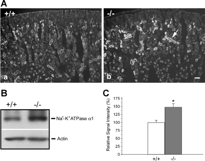 Fig. 10.