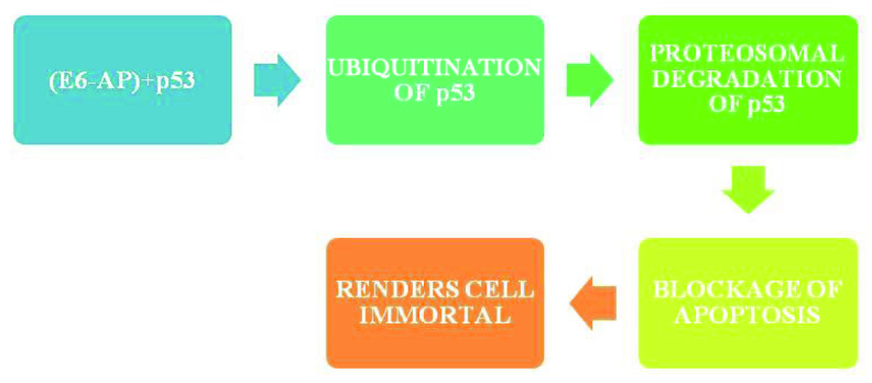 [Table/Fig-5]: