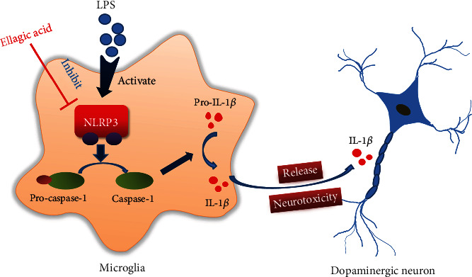 Figure 7