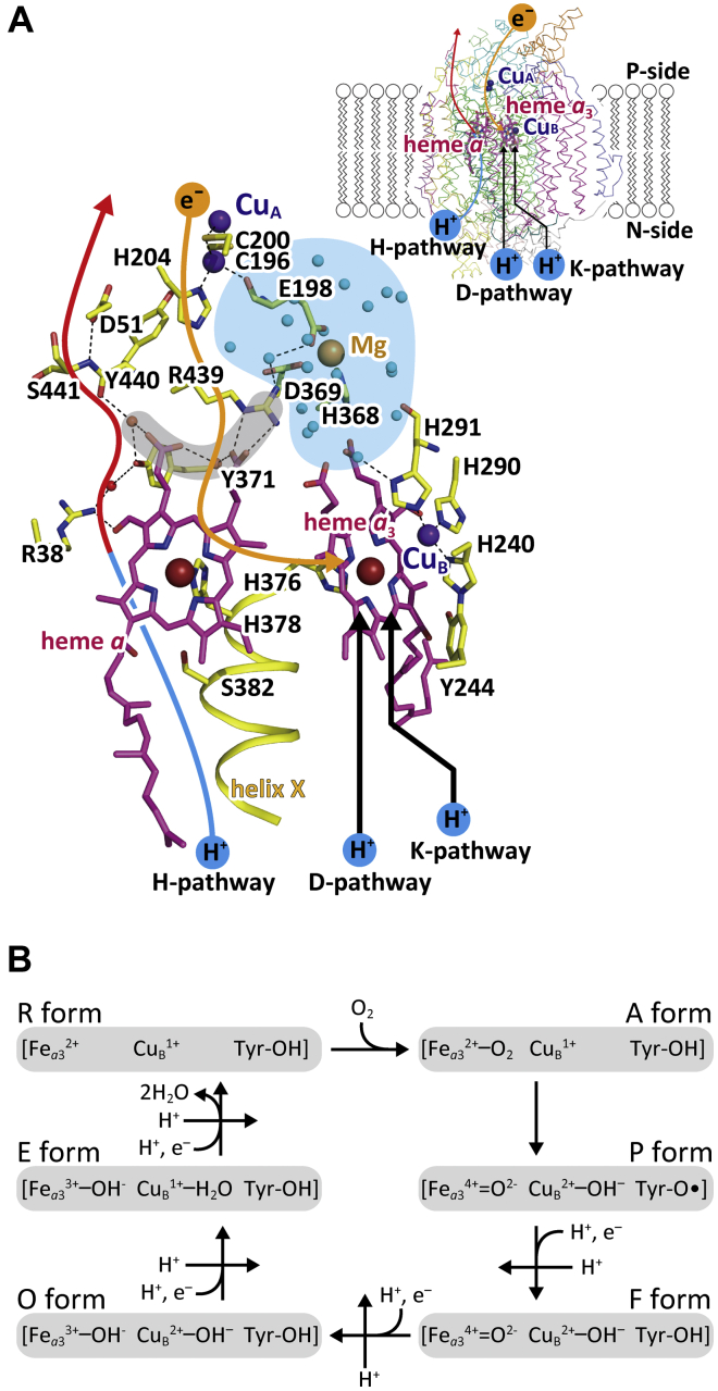 Figure 1