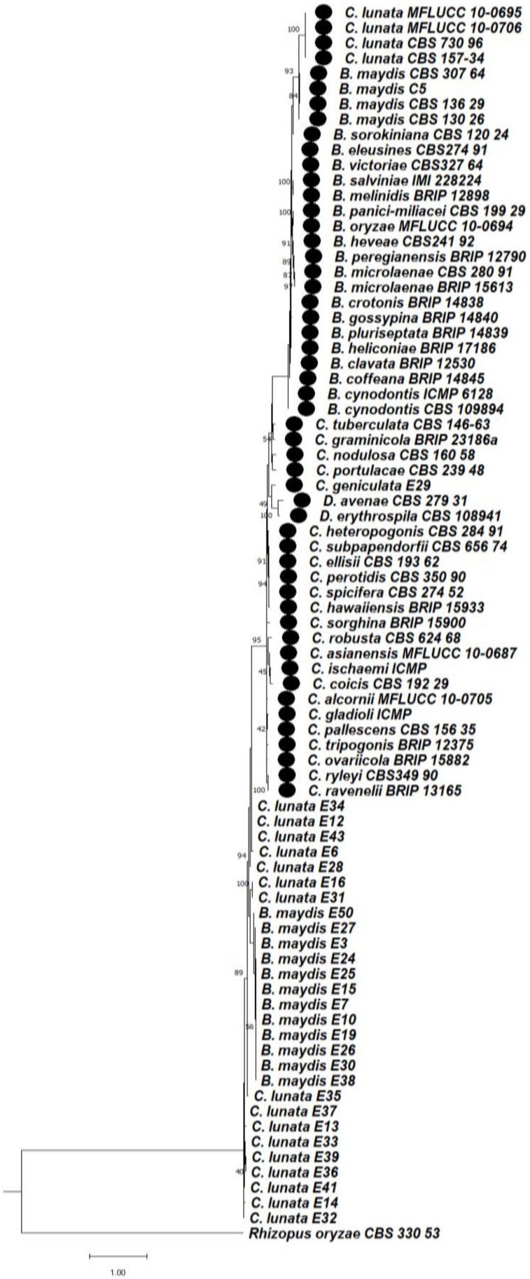 Figure 11