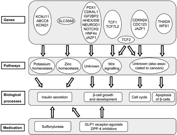 Fig. (1)   Classification of diabetes genes with a potential role in β-cell function.