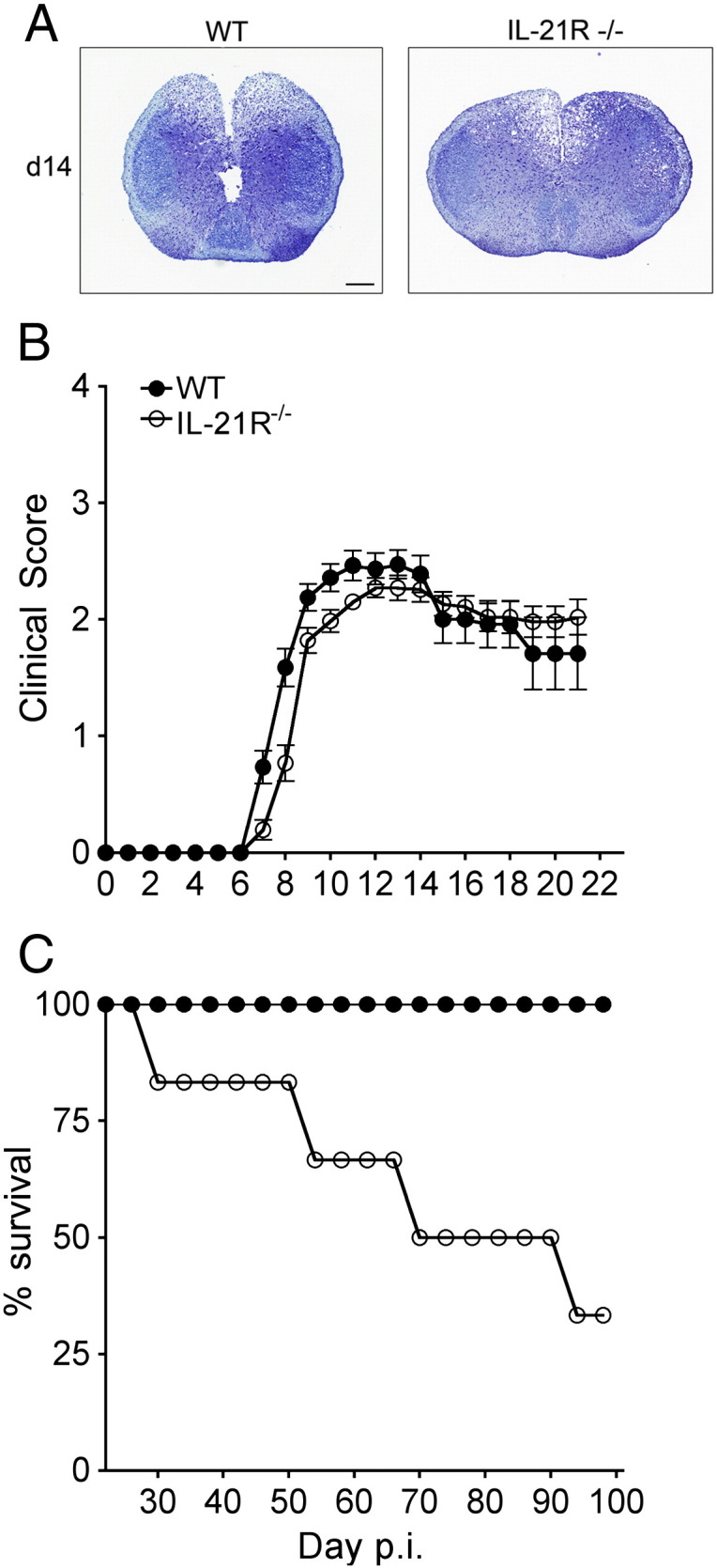 Fig. 8