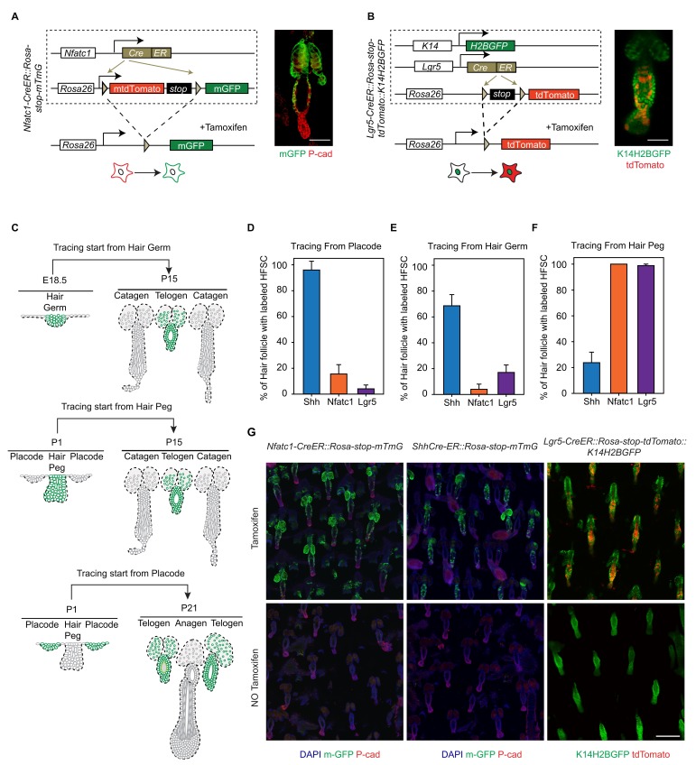 Figure 1—figure supplement 2.