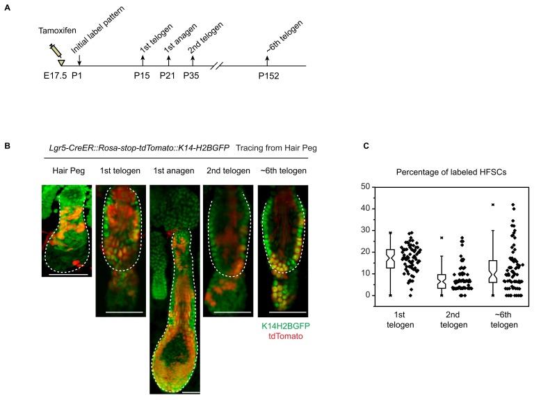 Figure 6—figure supplement 1.