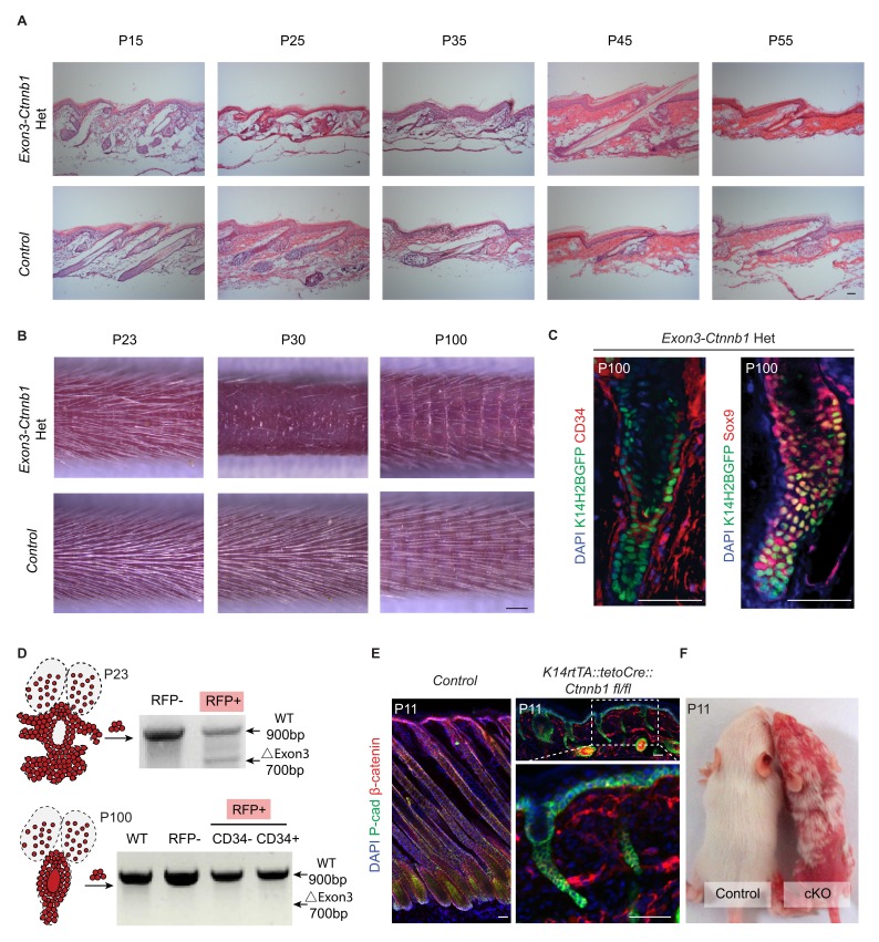 Figure 5—figure supplement 1.