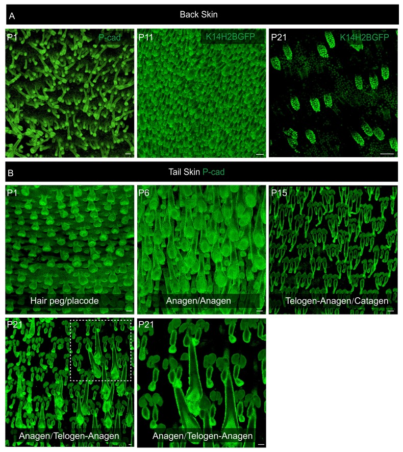 Figure 1—figure supplement 1.