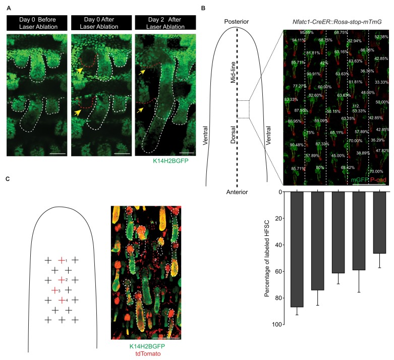 Figure 2—figure supplement 1.