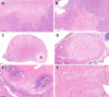 Fig. 8