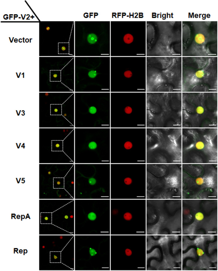 FIGURE 3