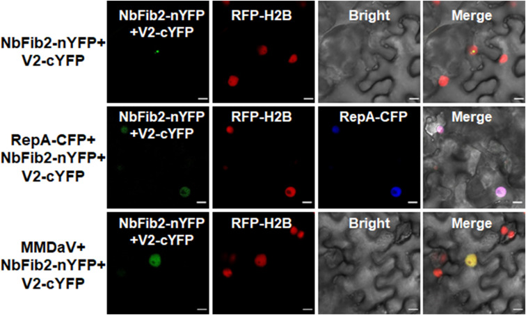 FIGURE 6