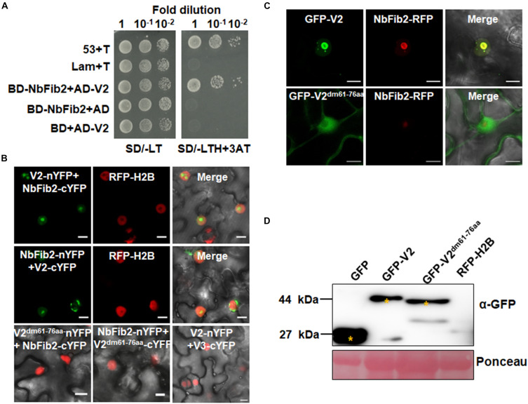 FIGURE 2