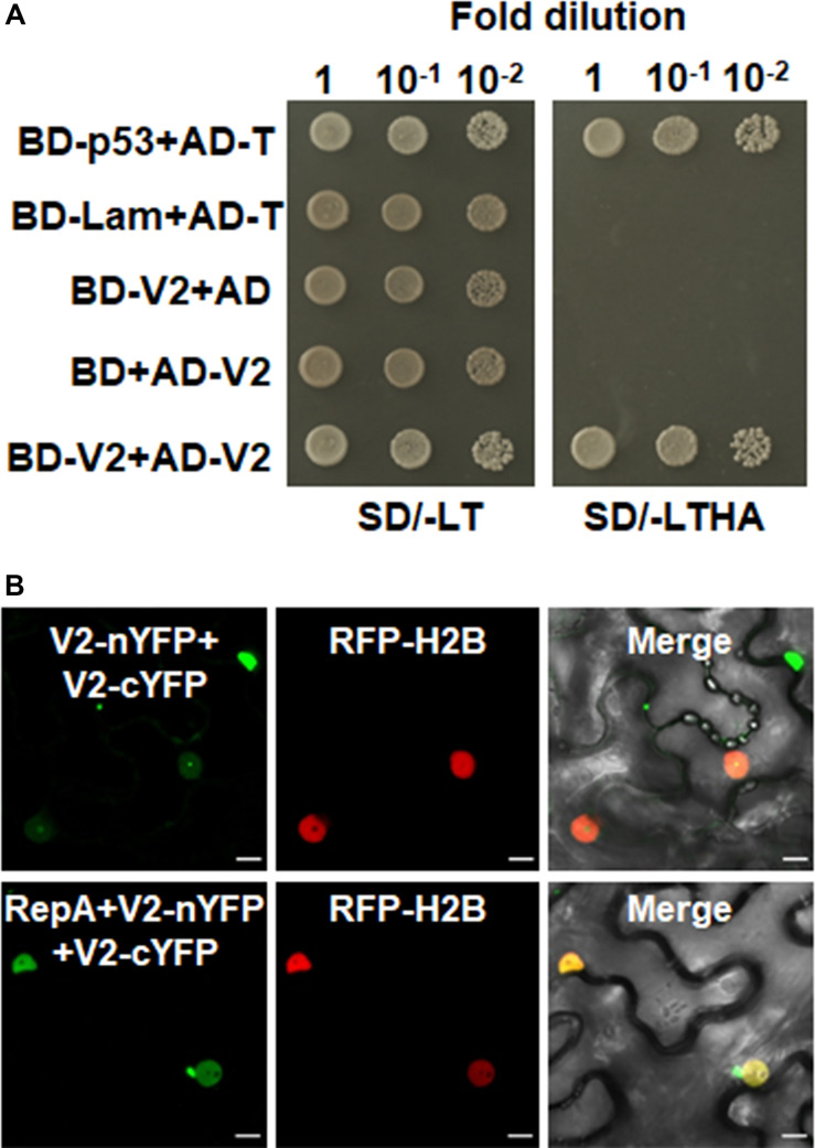 FIGURE 5